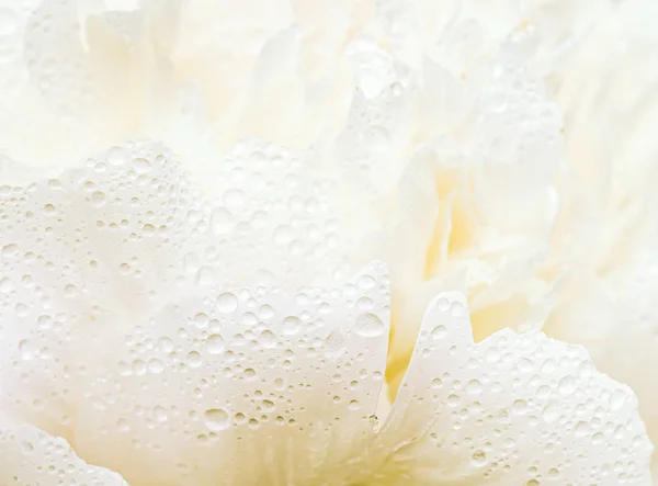 Close up of white flower with dew drops on petals. — Stock Photo, Image