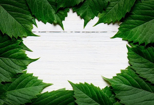 Zielona rama liści na białym tle drewnianym. Kopiuj przestrzeń — Zdjęcie stockowe