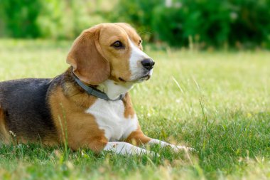 Beagle köpek yeşil çim üzerinde yalan.