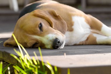 Beagle köpek yalan ve ahşap güvertede dozing