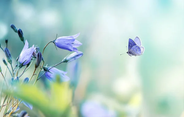 Leylak çan çiçekleri ile uçan kelebek — Stok fotoğraf