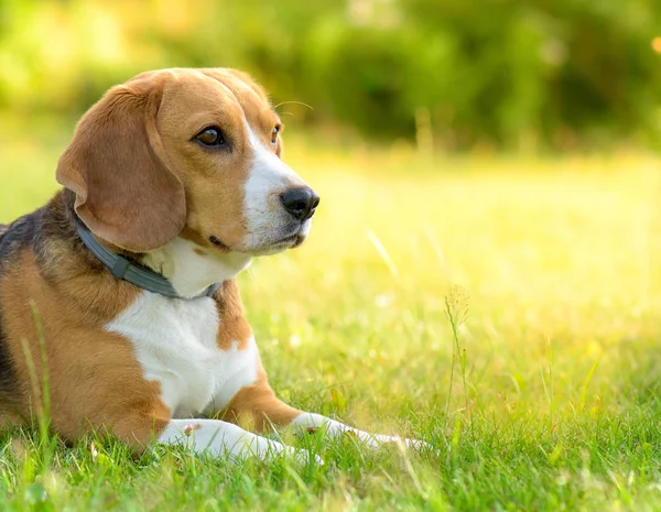 Pies Beagle leżący na nasłoneczkim polu trawy. — Zdjęcie stockowe