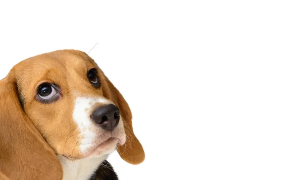 Beagle cachorro cão retrato isolado em um branco — Fotografia de Stock