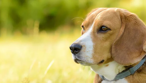 Beagle cane ritratto all'aperto — Foto Stock