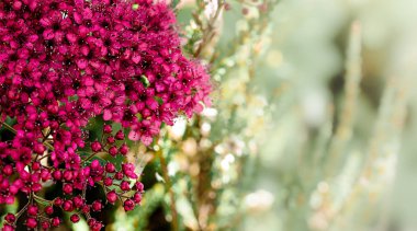 Mor doğa bahar arka plan