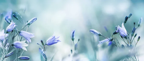Lilac bellkvětiny na rozmazané modré pozadí — Stock fotografie