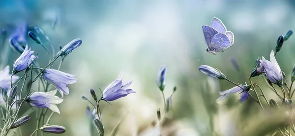 Mariposa revoloteando sobre fondo de flores de campanas lila —  Fotos de Stock