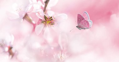Pembe çiçek açan badem ve uçan kelebek