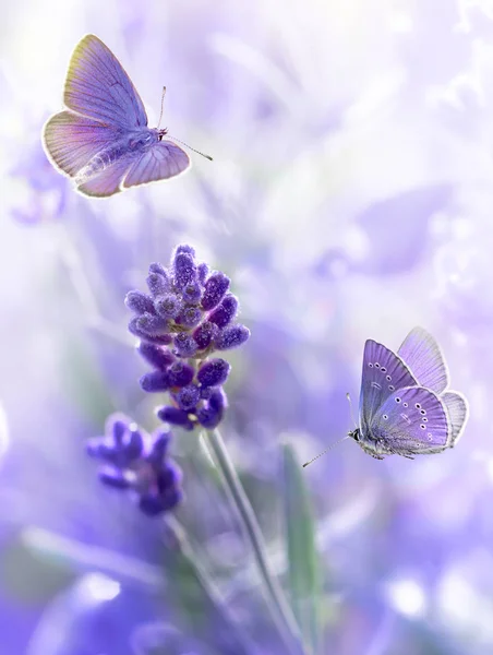 Blízka levandulová květiny a létající motýly — Stock fotografie