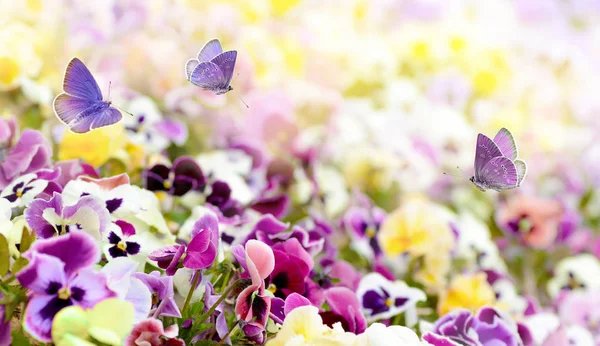 꽃 팬지와 비행 나비에서 다채로운 여름 배경. — 스톡 사진