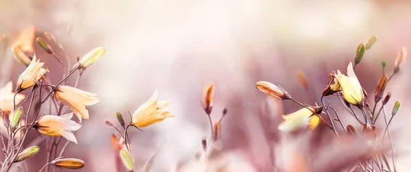 Campanas de flores silvestres en un prado borroso de verano —  Fotos de Stock