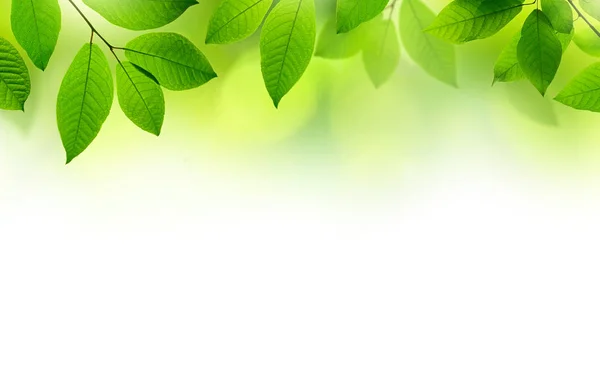 Zielone liście granicy tła. — Zdjęcie stockowe