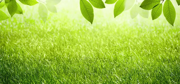 Naturalne wiosna lato zielone malownicze tło z ramą pola trawy i liści w przyrodzie. — Zdjęcie stockowe