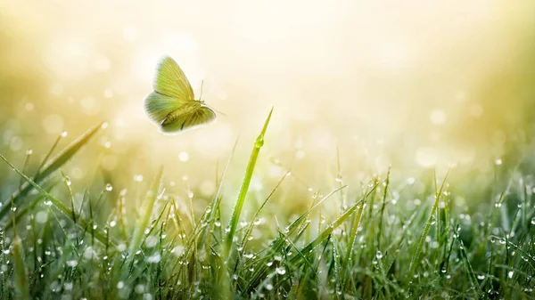 Zelená tráva na louce pole s kapkami vody a motýl letní pozadí. — Stock fotografie