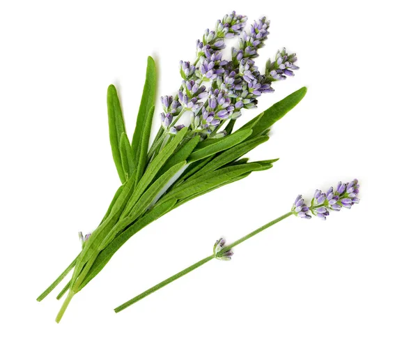 Mazzo di fiori di lavanda freschi su un bianco — Foto Stock