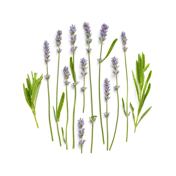 Lavender flowers floral ornament on a white
