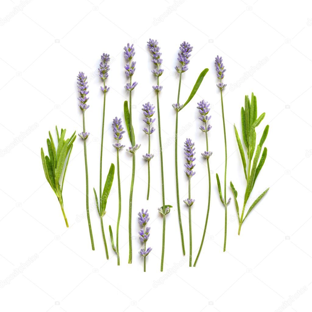 Lavender flowers floral ornament on a white