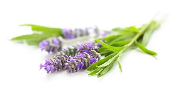 Lavendel bloemen op een witte close-up — Stockfoto