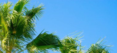 palmiye ağaçları açık mavi gökyüzü karşı.