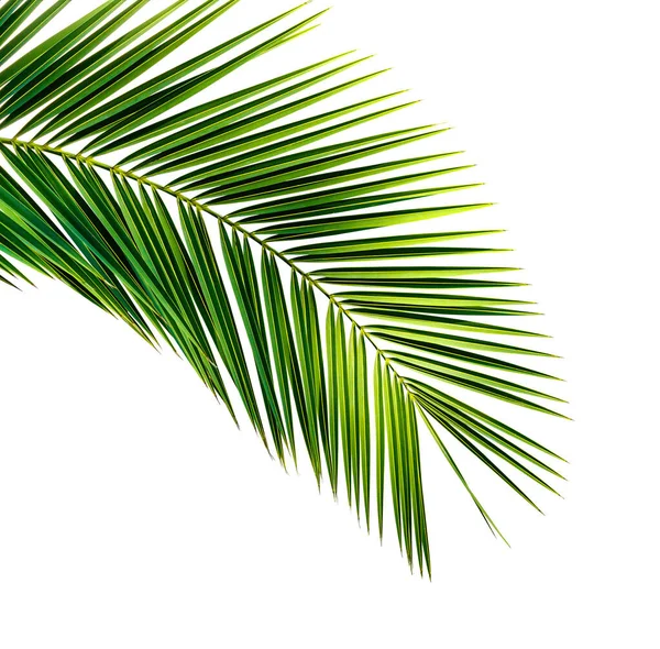 Leaf of palm tree on white background — Stock Photo, Image