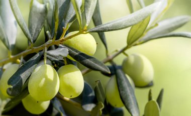 Zeytin zeytin ağacı büyüyen.