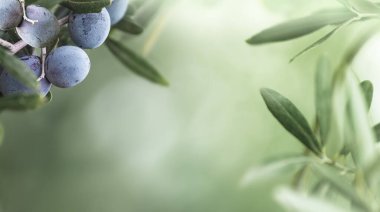 Yeşil bulanık arkaplanda büyüyen siyah zeytin meyveleri.