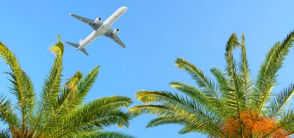 Letadlo létání nad tropickými palmami na modré obloze pozadí — Stock fotografie