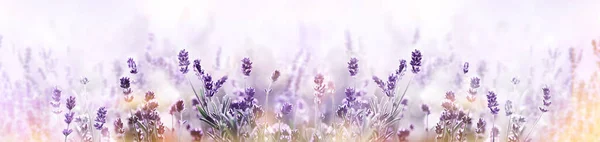 Lavanda en campo de flores amplia vista panorámica —  Fotos de Stock