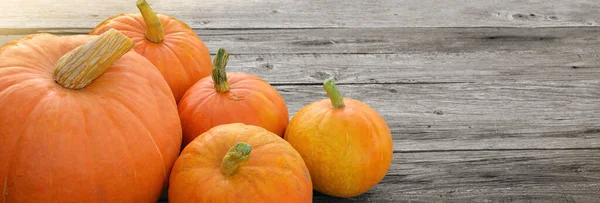 Abóboras de laranja de outono — Fotografia de Stock