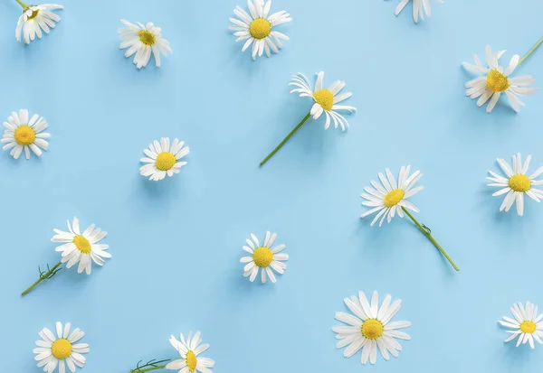 Beautiful Daisy or chamomile pattern. Soft spring daisies on a pastel blue background. Top view. Flat lay
