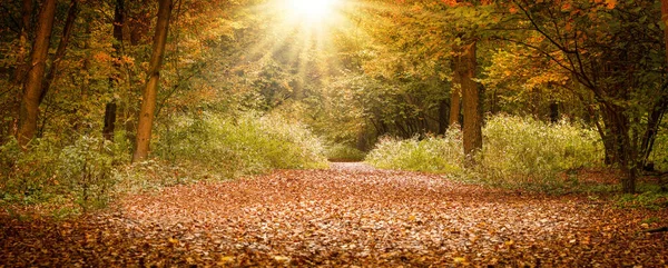 Színes lombozat az őszi parkban — Stock Fotó
