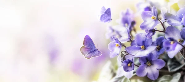 Hafif mor menekşe çiçekleri ve bulanık bahar arka planında uçan kelebekler. — Stok fotoğraf