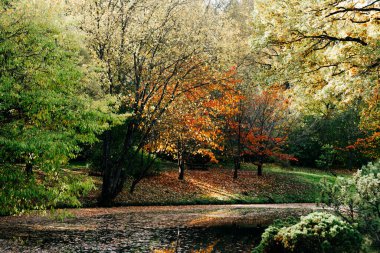 Rusya, Moskova 'da sonbahar Japon bahçesi