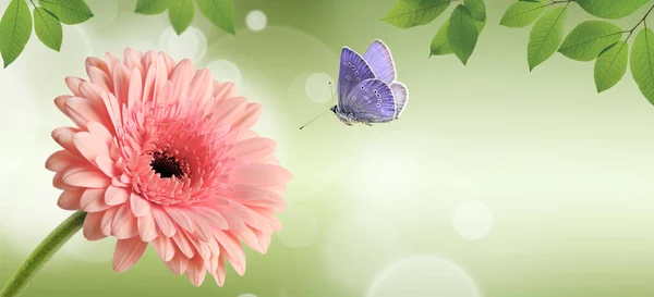 Růžová gerbera sedmikráska květina a létající motýl na zeleném jarním pozadí — Stock fotografie