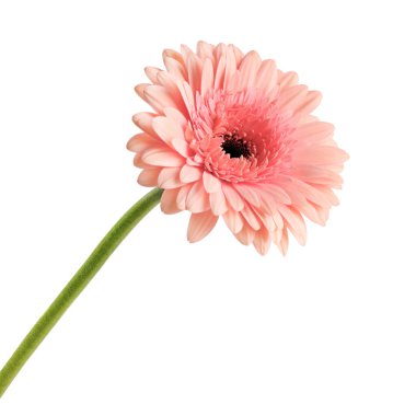 Beyaz arka planda pembe gerbera papatyası.