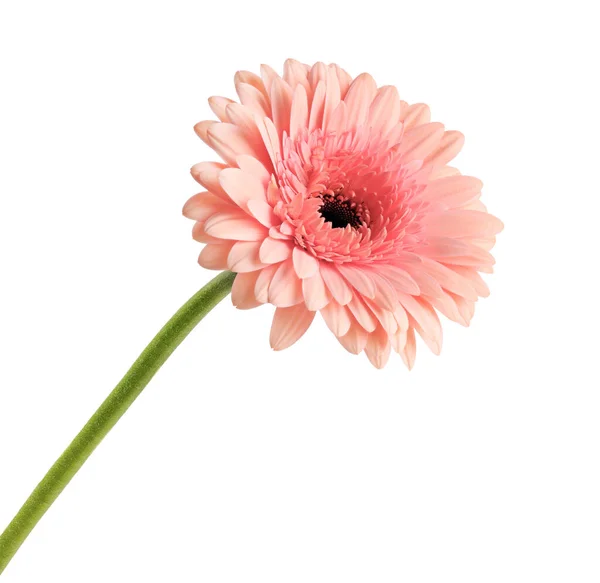 Gerbera rose marguerite sur fond blanc. — Photo