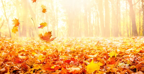 Kolorowy jesienny krajobraz w parku miejskim. — Zdjęcie stockowe