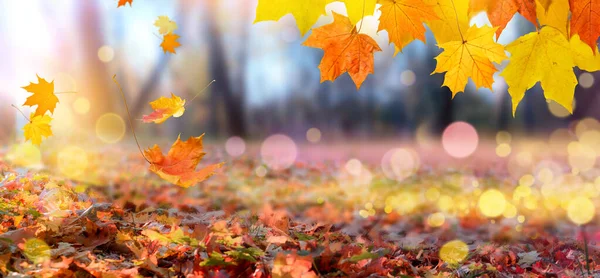 Falling maple leaves in city park natural autumn landscape — Stock Photo, Image