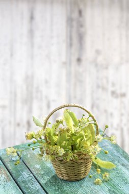 hasır sepet üzerinde eski bir yeşil ahşap masaya ıhlamur çiçek ile beyaz arka plan bulanıklık
