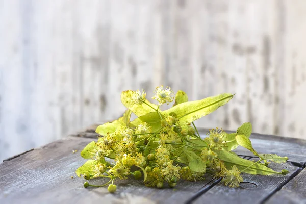 Bündel frischer Lindenblüten auf Holztisch mit verschwommenem alten weißen Wandhintergrund. — Stockfoto