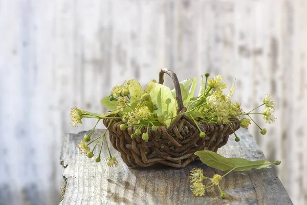 Cesta de vime com flores de tília em mesa de madeira cinza em uma parede de borrão velho fundo branco — Fotografia de Stock