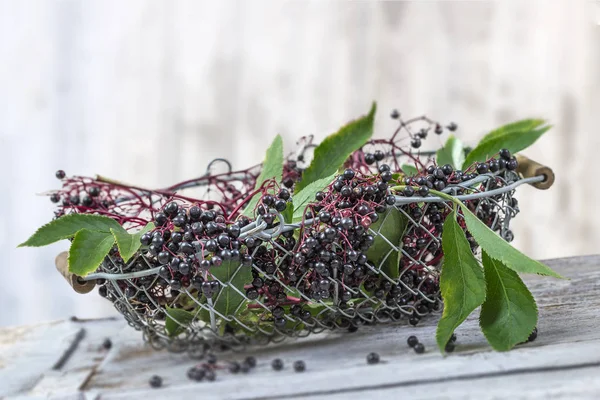 black elderberry. fruit black elderberry and leaves in an iron basket on a blury old wall
