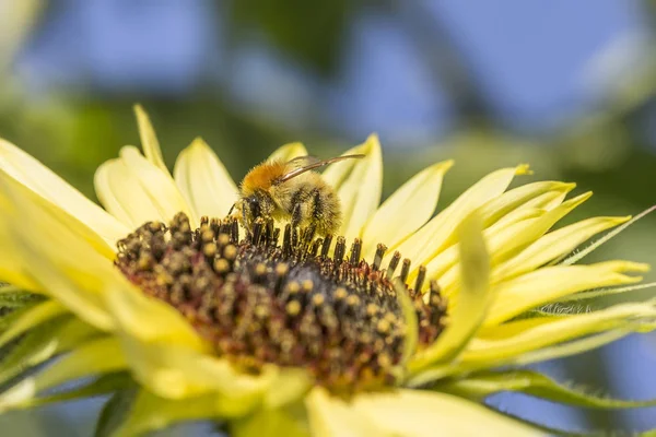 Bee on sunflower. bee covered with pollen feeding on sunflower, macro shot — Stock Photo, Image