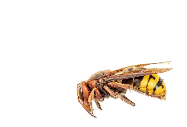 Närbild av en död Wasp horneet gult och svart över en vit bakgrund — Stockfoto