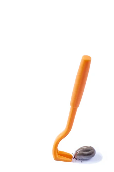 진드기 제거: 흰색 배경 위에 주황색 집게에 진드기 — 스톡 사진
