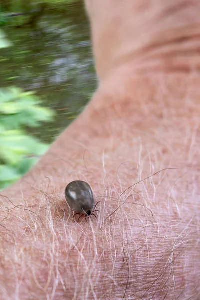 Klíště na kůži. Ektoparasite, ricor. — Stock fotografie