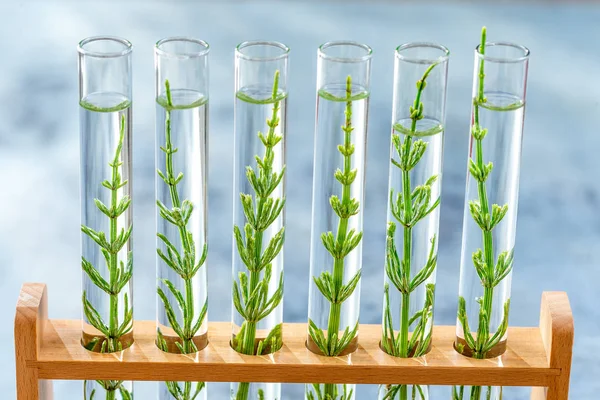 Concepto SGMO: muestreos de plantas modificadas genéticamente que crecen dentro de tubos de ensayo . — Foto de Stock