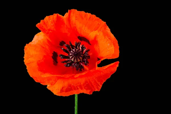 Single Red Poppy Papaver rhoeas close-up against a black background. — Stock Photo, Image
