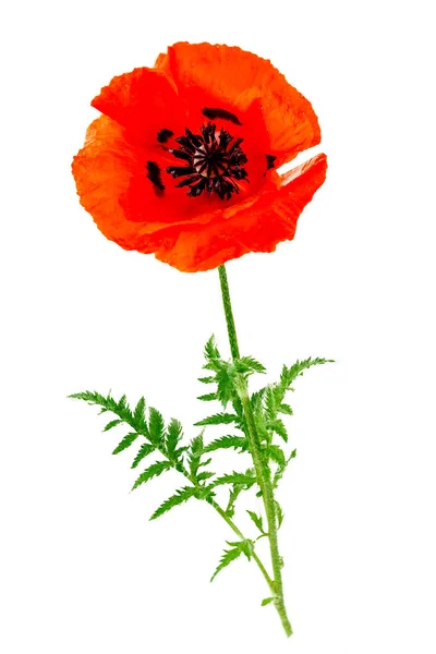 Jednolůžkový červený Poppy Papaver rhoe na černém pozadí. — Stock fotografie