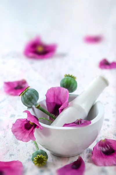 紫色鸦片罂粟陶瓷砂浆 - 在家庭帕帕维拉卡凯为制药目的的植物 — 图库照片